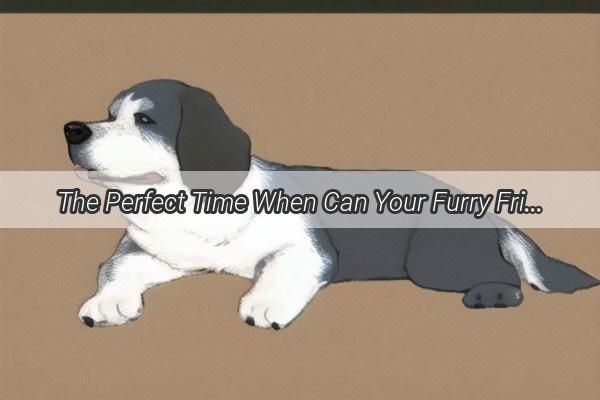 The Perfect Time When Can Your Furry Friend Move In